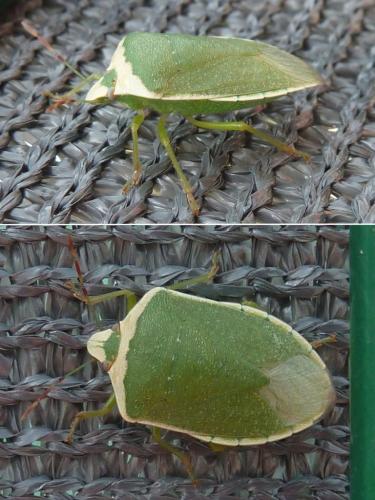 Nezara viridula